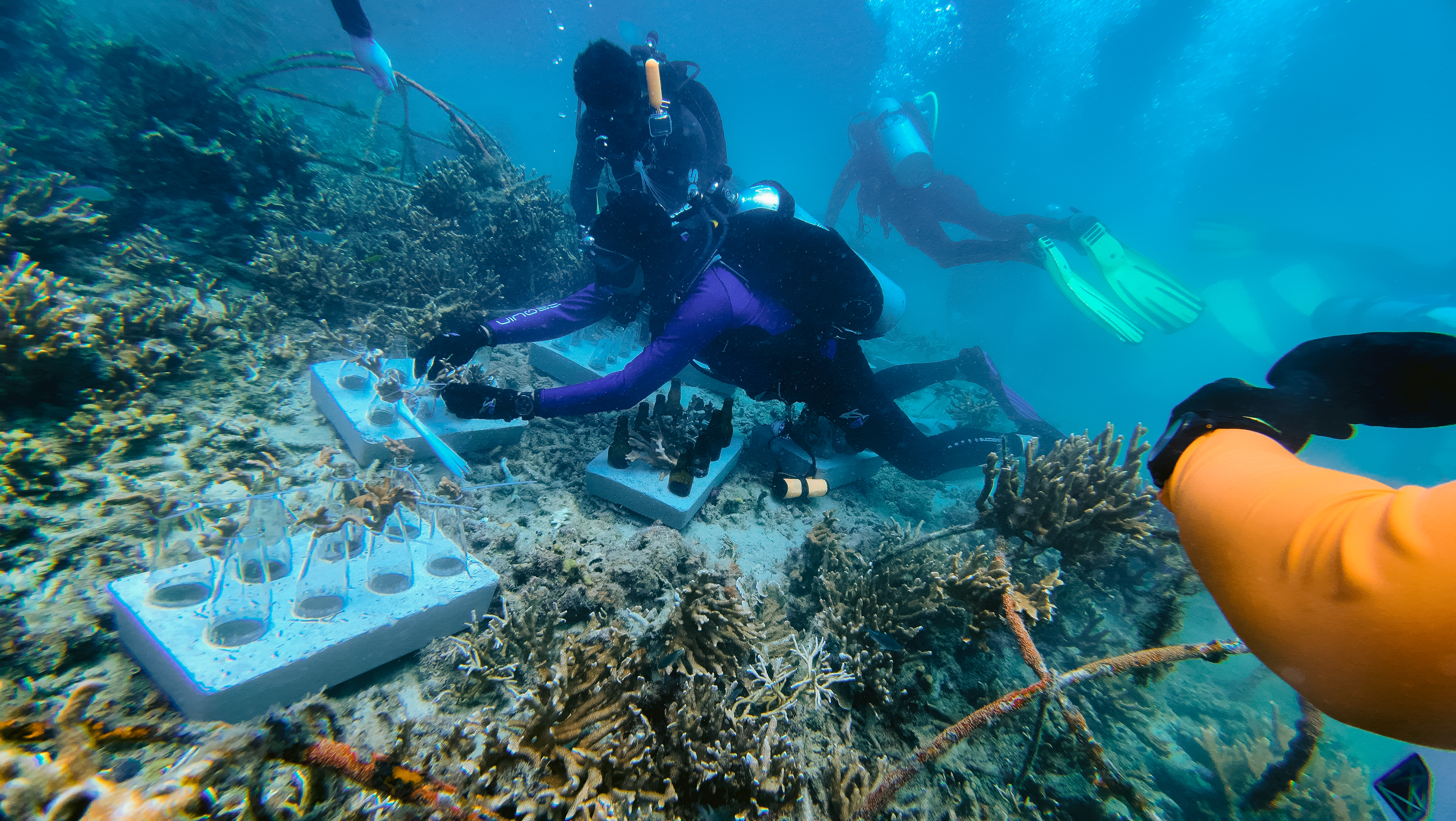 Coral Rehabilitation Programme