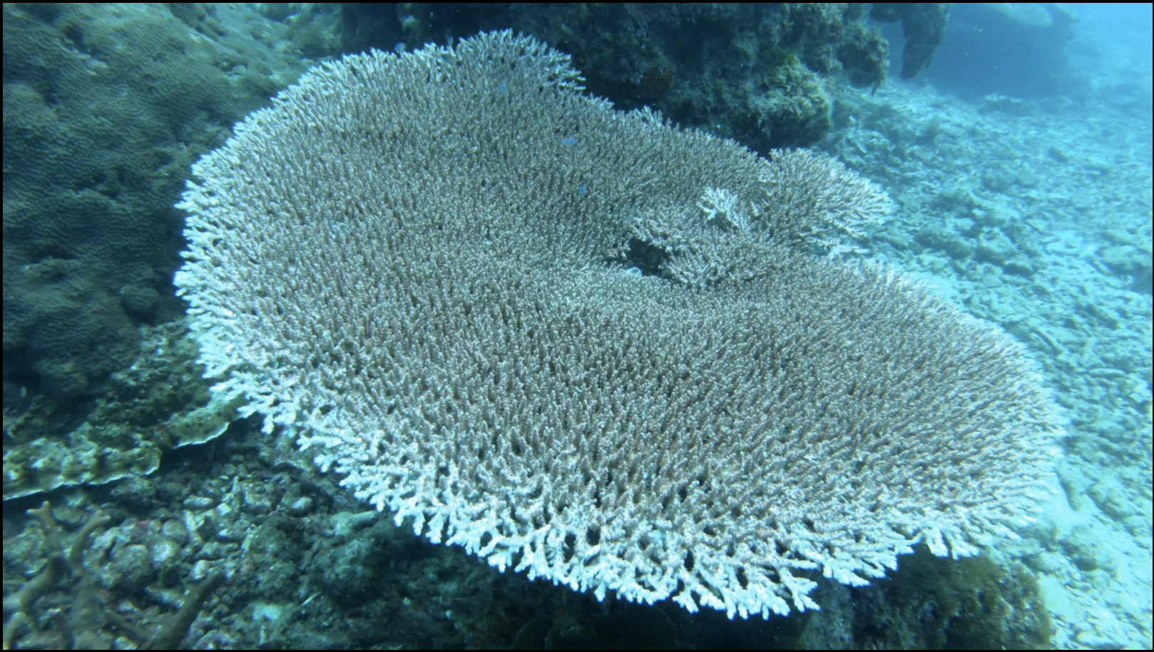 Yayasan JCorp komited pulihara marin, tanam 60 terumbu karang di Pulau Aur