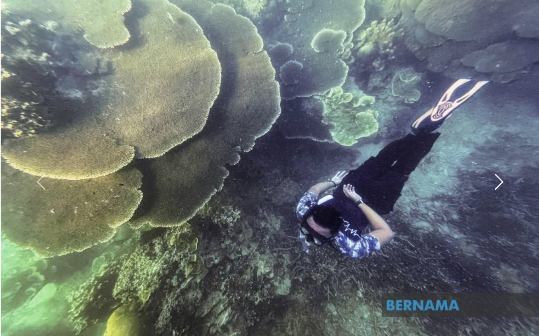 Yayasan JCorp Plants 60 Coral Reefs To Conserve Pulau Aur Marine Ecosystem